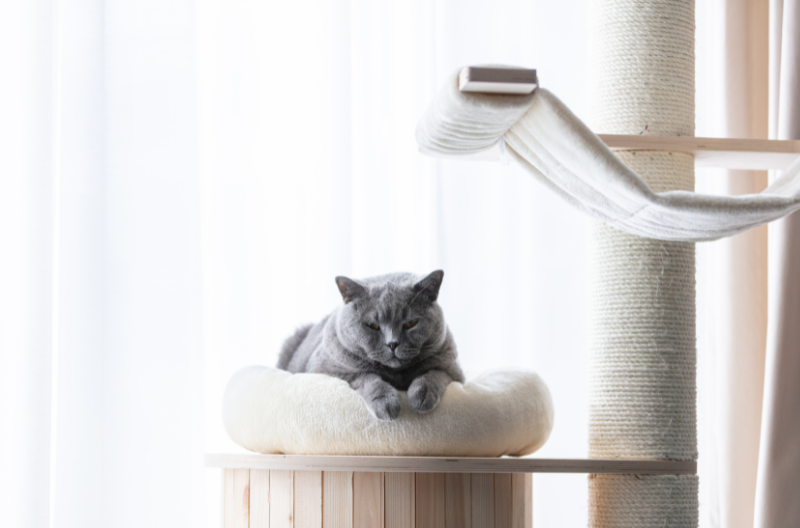 DIY Cat Wall Playground Ideas for Small Apartment Owners